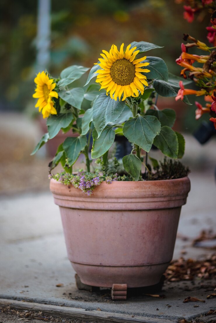 plants