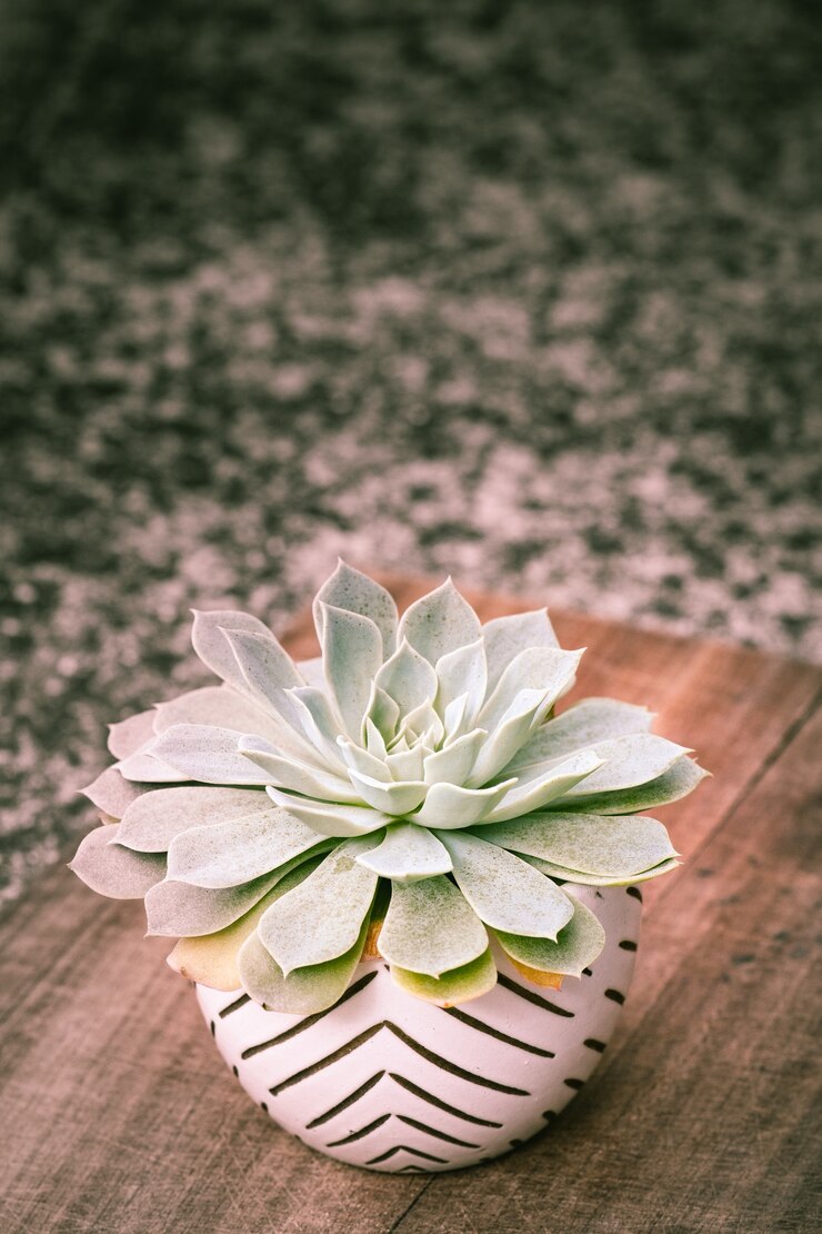 plants