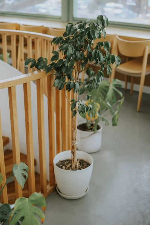 plants