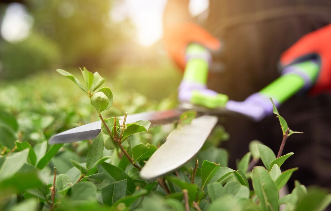 Plant 1